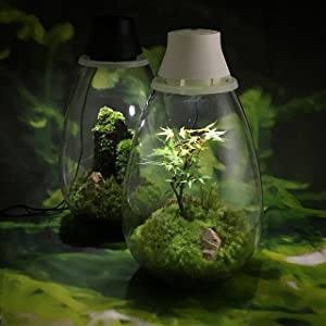 Moss Terrarium with LED lighting