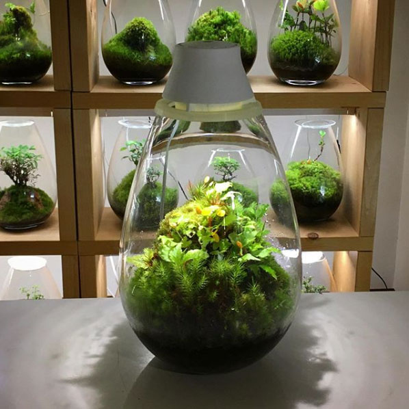 植物の光合成をサポートするled照明付テラリウム Mosslight モスライト 照明器具販売ルセル