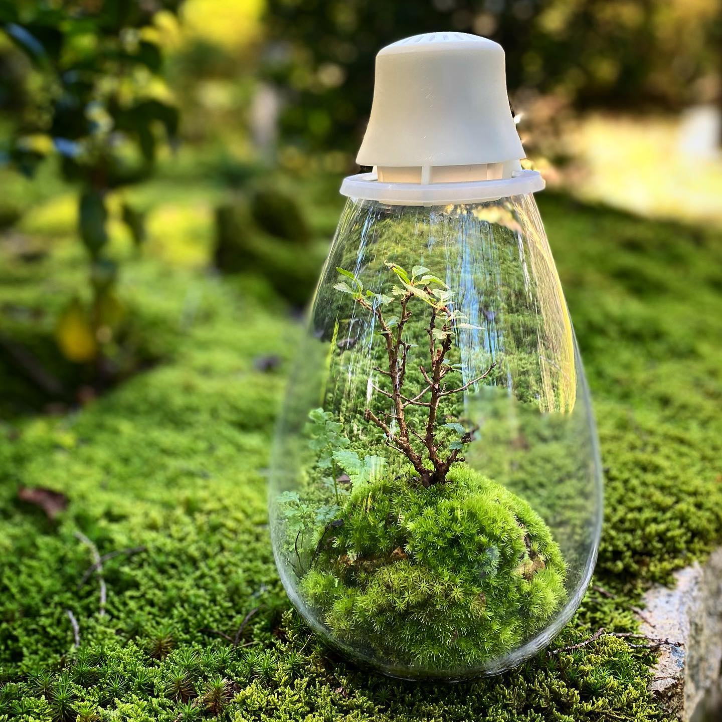 植物の光合成をサポートするled照明付テラリウム Mosslight モスライト 照明器具販売ルセル